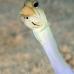 jawfish_yellowhead_dw_wc_v_0093_tci1918.jpg